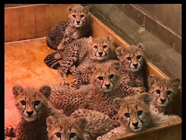 Pretty Kitties Celebrate #NationalSiblingDay at the St. Louis Zoo