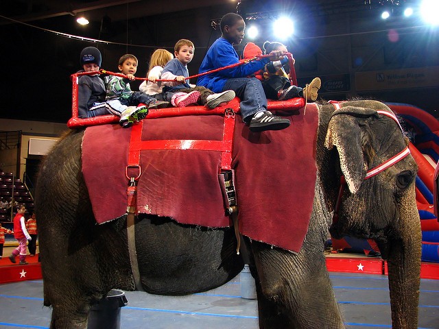 Garden Bros. Circus Shows at Chaifetz Canceled After Protests