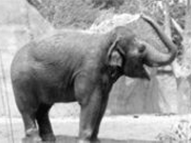 Sri the expectant elephant literally showers before her 
    weekend-long baby shower.