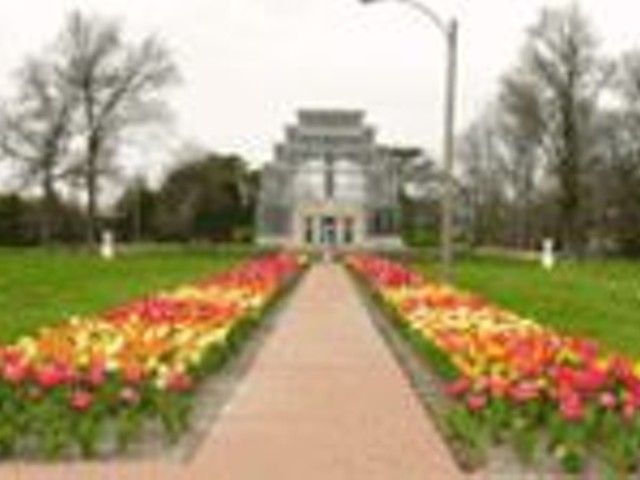Now it's spring; the Jewel Box Tulip Festival 
    (see Sunday) is a sure sign.