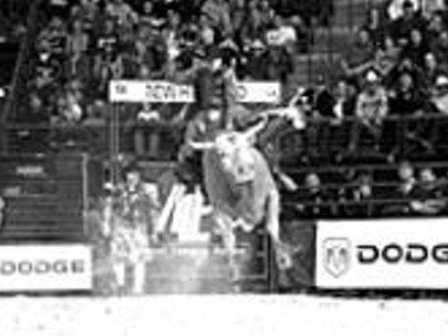 How manly are bull riders? This guy's wavin' at the 
    camera even as he's hangin' on for dear life.