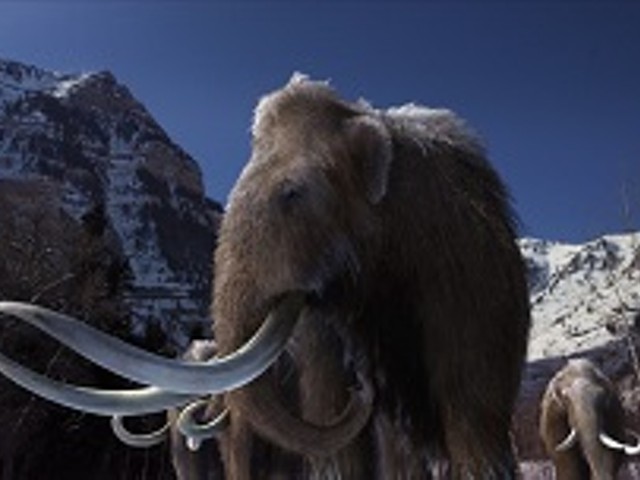 Mammoth Mammals