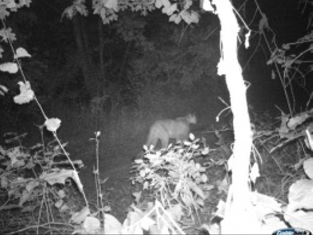 ROWR! Another mountain lion was prowling in Shannon County last week