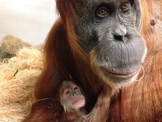 Mommy Merah and her new (still unnamed) baby orangutan.