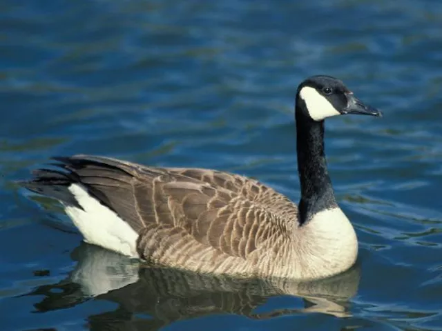 A Canada Goose, the only species that nests in Missouri.