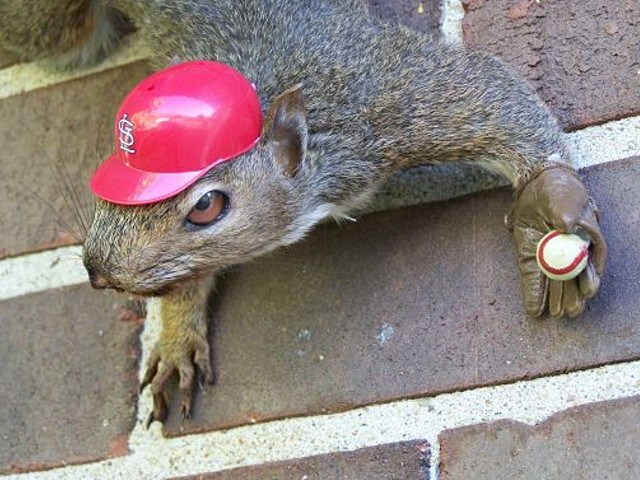 Taxidermist Hops on Rally Squirrel Bandwagon