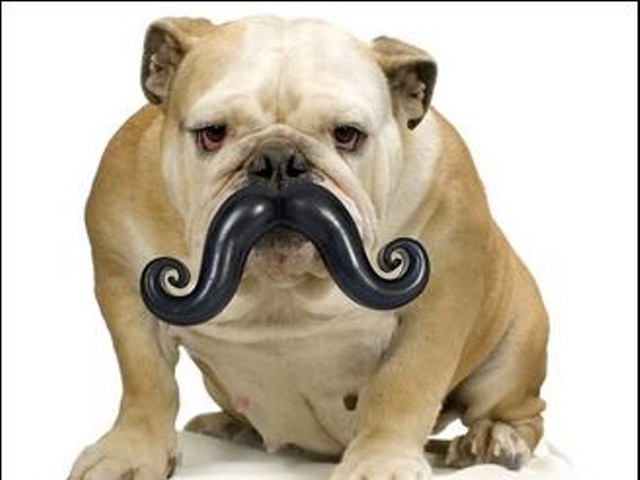 For the Pet Who Has Everything: The Dog Stache