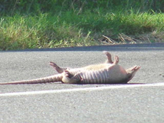 An armadillo in its natural state.