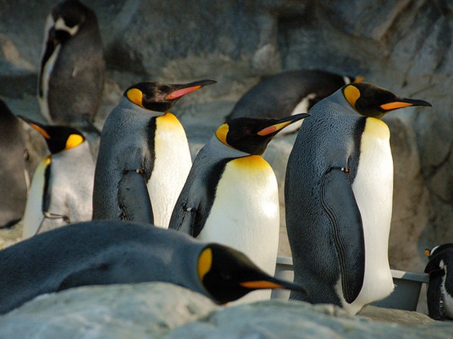 The Saint Louis Zoo penguins are webcasting, and we might just watch forever.