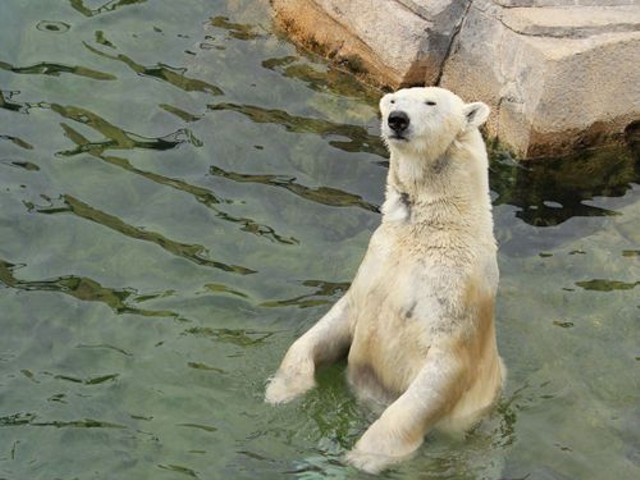 Everyone wants a polar bear at their zoo, it seems.