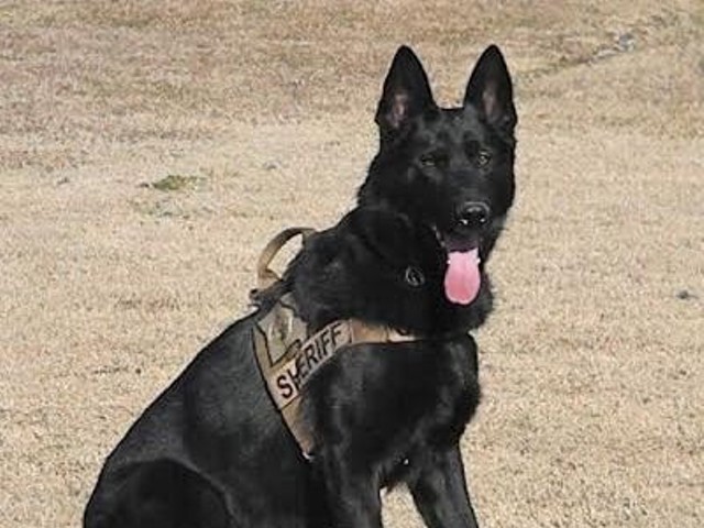Vico, a K9 unit with the Jefferson County Sheriff's Office.