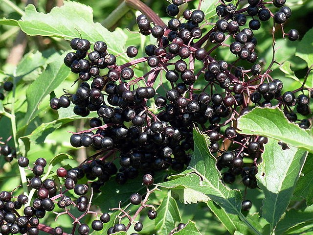 Elderberries -- curing AIDS and cancer?