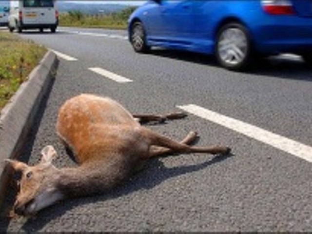 Driver dies trying to avoid dead deer in Imperial