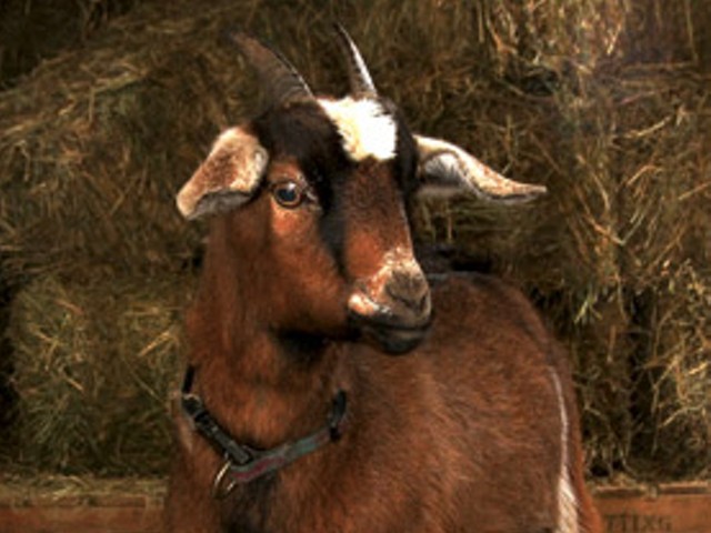 Tiny the Goat is in need of a sponsor.
