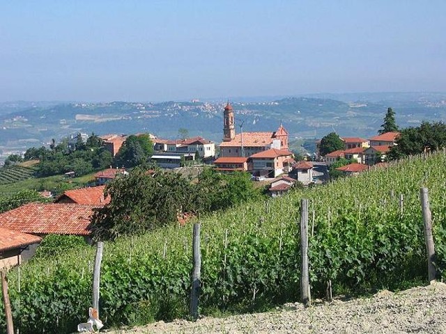A vineyard in the Piedmont region