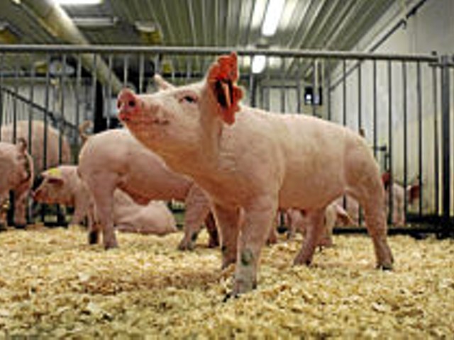 Enviropigs in their barn at the University of Guelph.