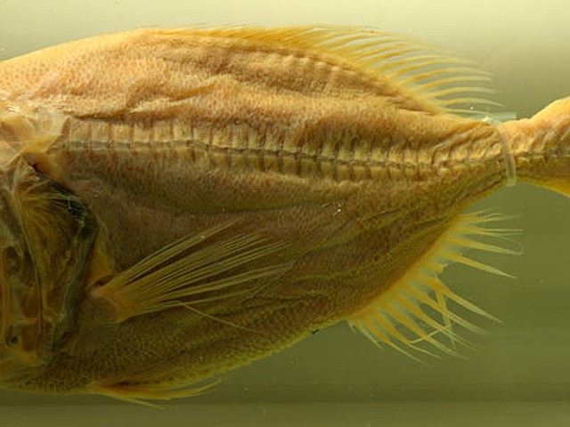 Orange roughy, a species singled out for protection by Greenpeace