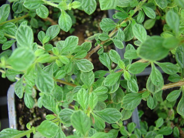 Marjoram: The More You Eat, the Less You Fart?