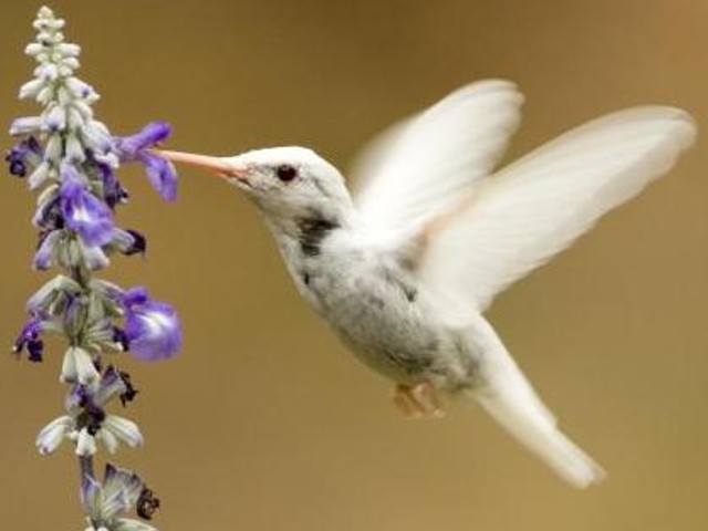 This albino ruby-throated hummingbird, seen in Kansas City, faces an uphill battle for survival.