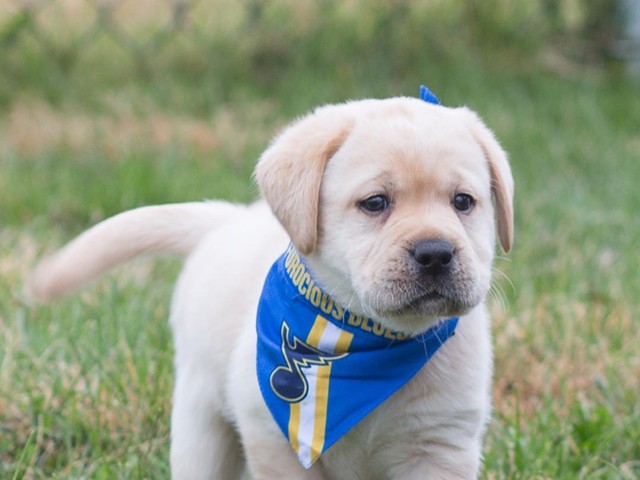 The St. Louis Blues Adopted a Service Dog and the Pupper Needs a Name