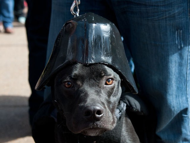 The Costumed Dogs of the 2014 Pet Parade