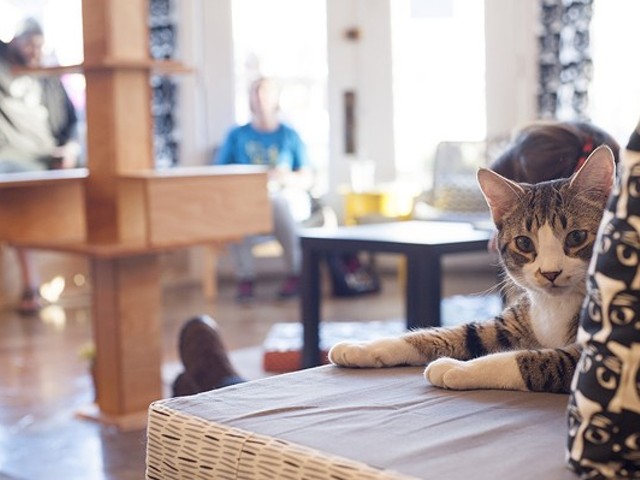 The cuteness at Mauhaus Cat Cafe is unreal.