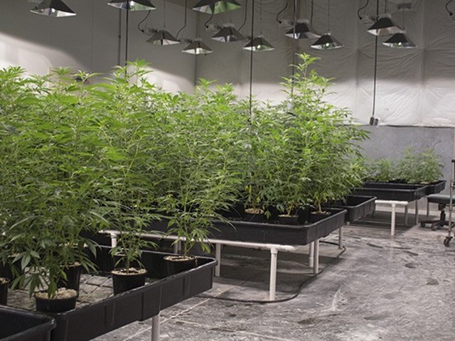 Cannabis plants grow inside the cultivation center at BeLeaf Company, a Missouri company that produces CBD.