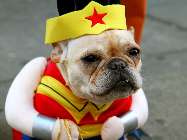 Barktoberfest Returns to Urban Chestnut Because Dogs in Costumes Are the Best