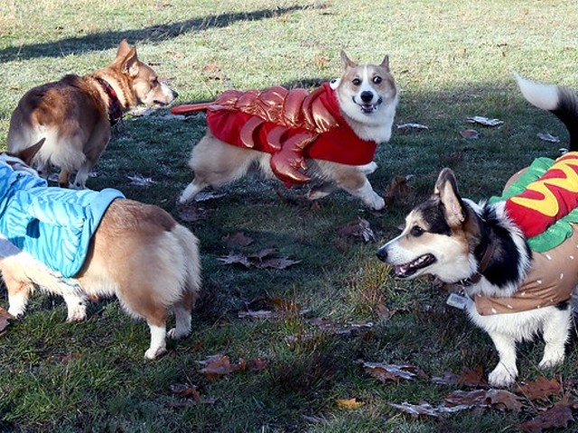 Small Change to Host Cutest Party in STL, Corgi Howl-O-Ween, Tomorrow