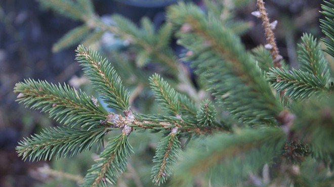 Bah Humbug: Thieves Steal Six Christmas Trees from Metro East Lot