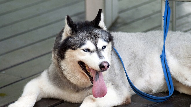 Onesie 'Pup' Crawl to Benefit Humane Society Pets