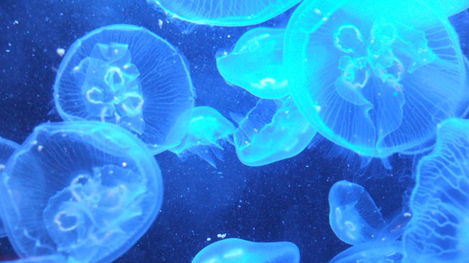 There Are Jellyfish — Yes, Jellyfish — in Missouri's Lakes