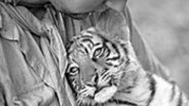 Big-screen catfight: Tiger cub Kumal gets top billing.