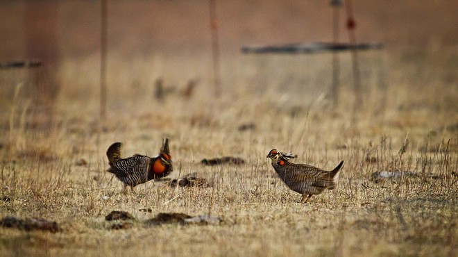 For more photos, visit our slideshow Prairie Chickens Like to Cluck.