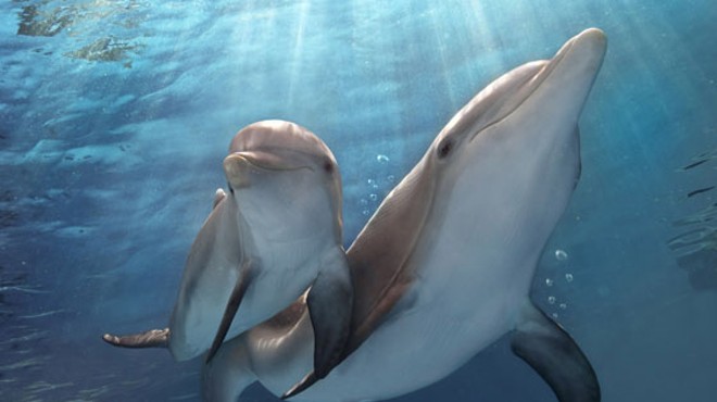 Hope and Winter in Alcon Entertainment's family adventure Dolphin Tale 2.