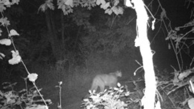 ROWR! Another mountain lion was prowling in Shannon County last week