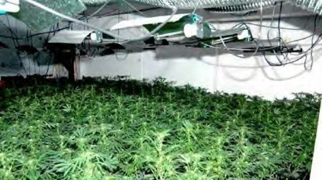 The group allegedly grew hundreds of pot plants inside St. Louis homes.