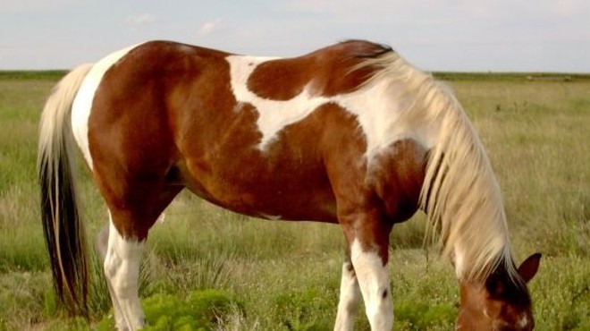 A paint horse like this one was apparently sexually assaulted.