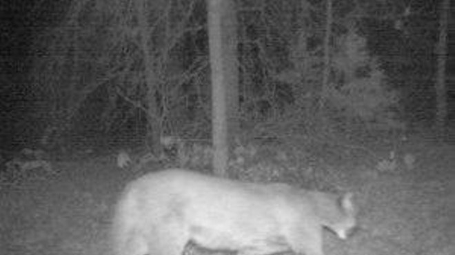 Mountain Lion Spotted in Northern Missouri, 13th Cougar Verified in Past Year