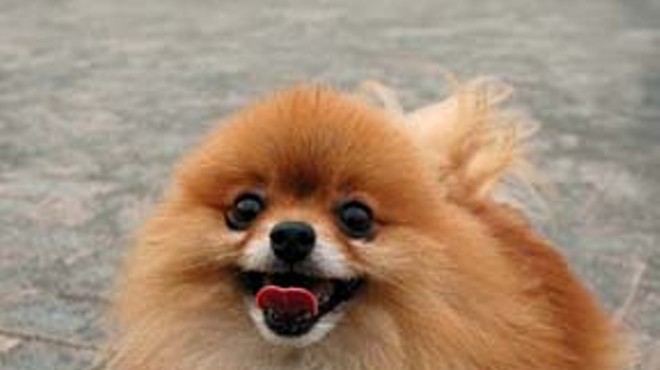 The average Pomeranian weights about six pounds, the average man, about 175.