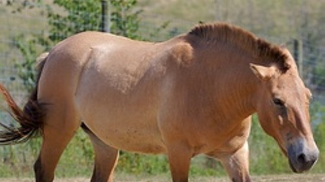 Horse Slaughter In Missouri? ASPCA Slams Cruel Practice, Says Meat Is Dangerous