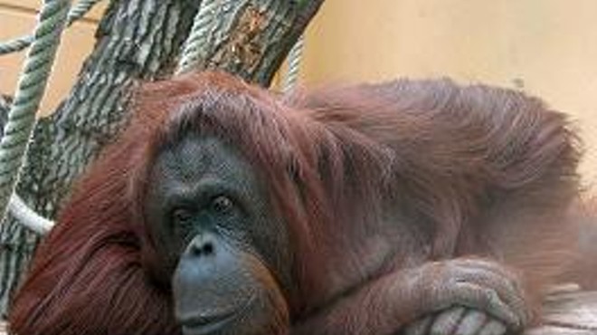 Orangutan at Rest: How very stereotypical.