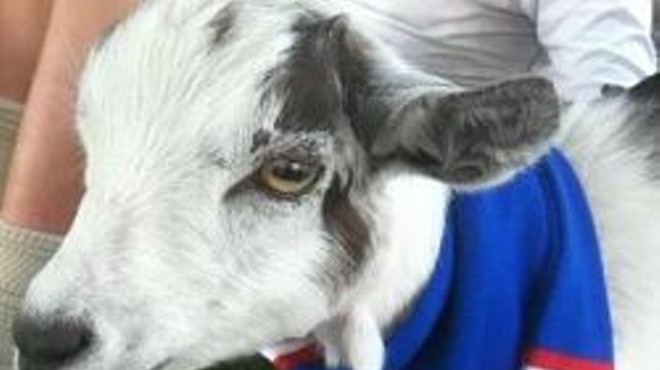 Wrigley the Goat: More powerful than a Rally Squirrel?