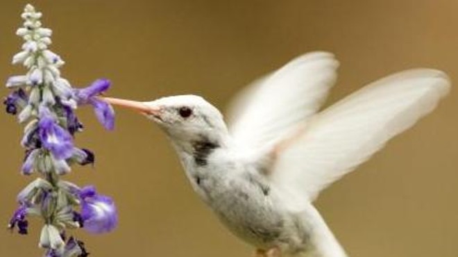 This albino ruby-throated hummingbird was spotted in Kansas City
