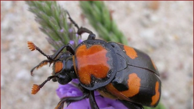 The American Burying Beetle, not eating a corpse.