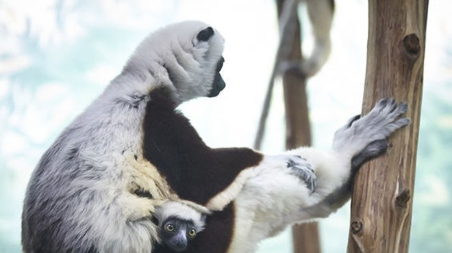 Kapika, a baby female Coquerel's sifaka, clings to her mom.