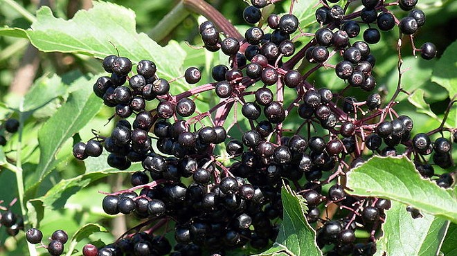 Elderberries -- curing AIDS and cancer?