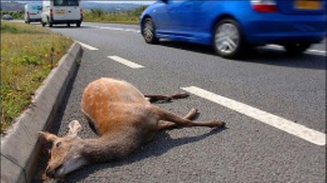 Driver dies trying to avoid dead deer in Imperial