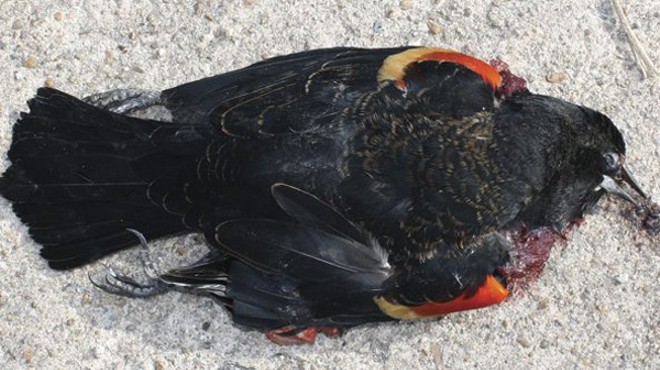 Madison County Wants Your Dead Birds