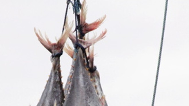 Deepwater Horizon Oil Disaster Leads Group to Seek Endangered Status for Bluefin Tuna